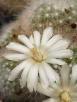 Mammillaria senilis var. albiflora